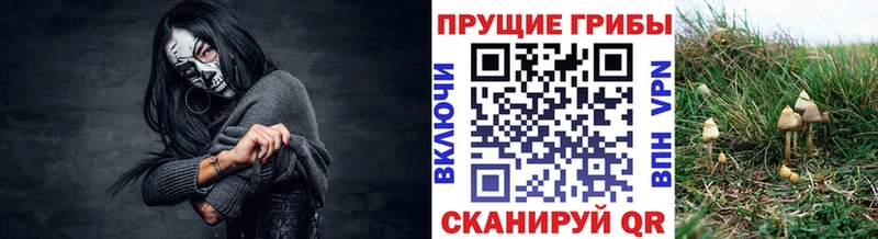 Галлюциногенные грибы Psilocybe Агрыз